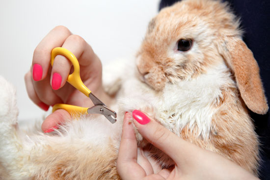 Rabbit having nails trimmed
